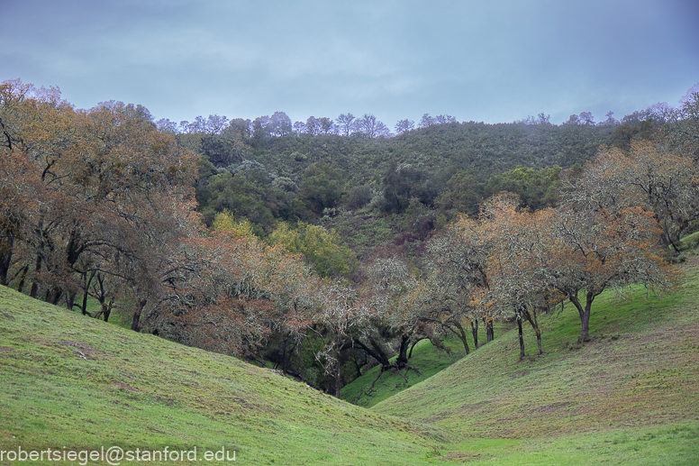 Rancho Cañada del Oro Christmas Bird Count